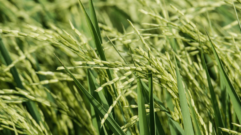 DA CHIEF EYES EXTENSION OF RICE IMPORT BAN AMID RISING PALAY PRICES